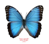 Morpho helenor peleides (Colombia) - male A-